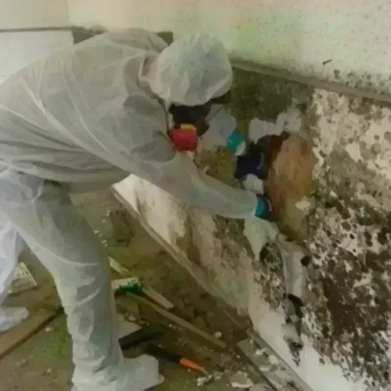 Mold Remediation and Removal in Fort Kent, ME